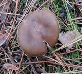 Gemeiner Weichritterling, Foto 14