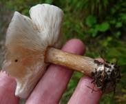 Gemeiner Weichritterling, Foto 22