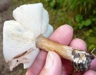 Gemeiner Weichritterling, Foto 25