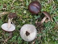 Gemeiner Weichritterling, Foto 26