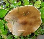 Gemeiner Weichritterling, Foto 35