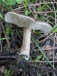 Gemeiner Weichritterling, Foto 8