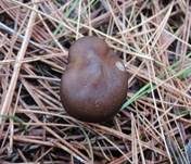 Gemeiner Weichritterling, Foto 10
