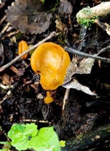 Gemeiner Wurzelbecherling, Foto 6