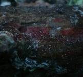 Gemeines Staub-Haarbecherchen, Foto 20