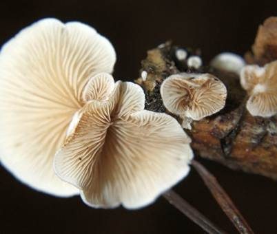 Gemeines Stummelfüßchen, Foto 2