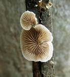 Gemeines Stummelfüßchen, Foto 15