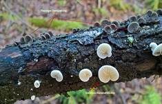 Gemeines Stummelfüßchen, Foto 16