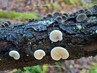 Gemeines Stummelfüßchen, Foto 17