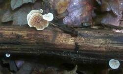 Gemeines Stummelfüßchen, Foto 21