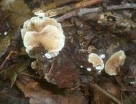 Gemeines Stummelfüßchen, Foto 23