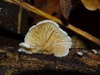 Gemeines Stummelfüßchen, Foto 24