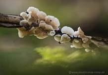 Gemeines Stummelfüßchen, Foto 6
