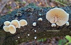 Gemeines Stummelfüßchen, Foto 7