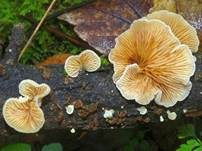 Gemeines Stummelfüßchen, Foto 8