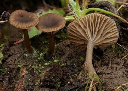 Genabelter Adermoosling, Foto 2
