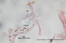 Genabelter Adermoosling, Foto 17