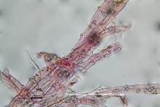 Genabelter Adermoosling, Foto 21