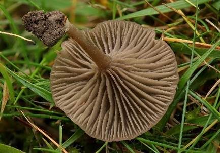 Genabelter Adermoosling, Foto 4