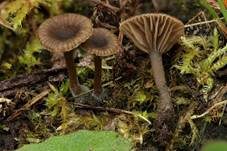 Genabelter Adermoosling, Foto 5