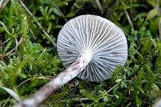 Genabelter Adermoosling, Foto 8