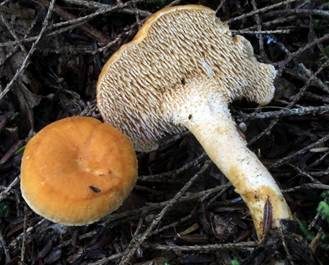 Genabelter Semmelstoppelpilz, Foto 3
