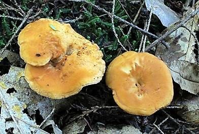 Genabelter Semmelstoppelpilz, Foto 4