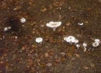Gerandetknolliger Garten-Safranschirmling, Foto 19