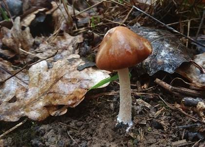 Gerandetknolliges Samthäubchen, Foto 2