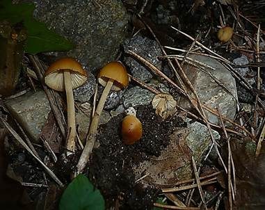 Gerandetknolliges Samthäubchen, Foto 4