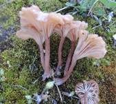 Becherförmiger Nabeling, Foto 8