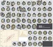Geriefter Weichtäubling, Foto 24