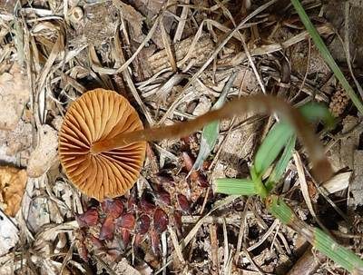 Gerieftes Samthäubchen, Foto 3