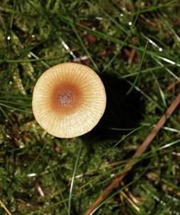 Gerieftes Samthäubchen, Foto 5