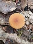 Gerieftes Samthäubchen, Foto 7