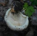 Gerippter Ritterling, Foto 9