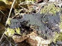 Gesäter Kohlenkugelpilz, Foto 15