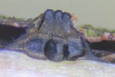 Becherförmigerkohlenbeeren-Kernpilz, Foto 8