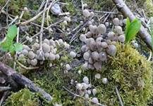 Gesäter Tintling, Foto 14