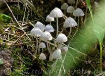 Gesäter Tintling, Foto 24