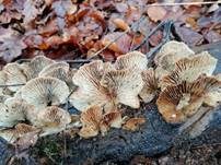 Geschichteter Zähling, Foto 14