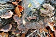 Geschichteter Zähling, Foto 19