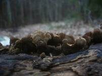 Geschichteter Zähling, Foto 32