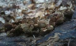Geschichteter Zähling, Foto 33