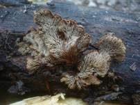 Geschichteter Zähling, Foto 34
