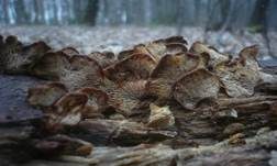 Geschichteter Zähling, Foto 35