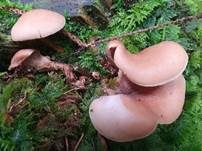 Geschichteter Zähling, Foto 39