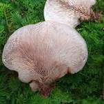 Geschichteter Zähling, Foto 41