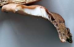 Geschichteter Zähling, Foto 45