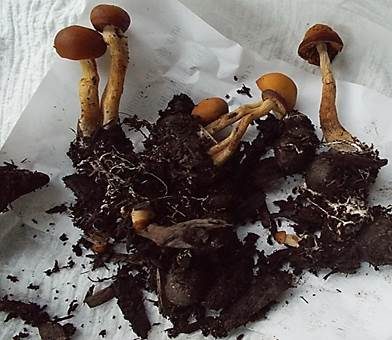 Geschwärzter Ackerling, Foto 4